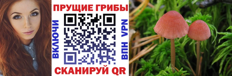 Псилоцибиновые грибы мицелий  продажа наркотиков  Купино 